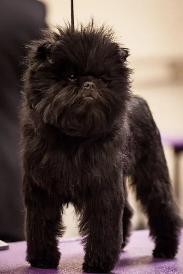 Adult Affenpinscher standing on a purple surface.