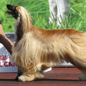 Adult Afghan Hound standing in profile on a light floor.