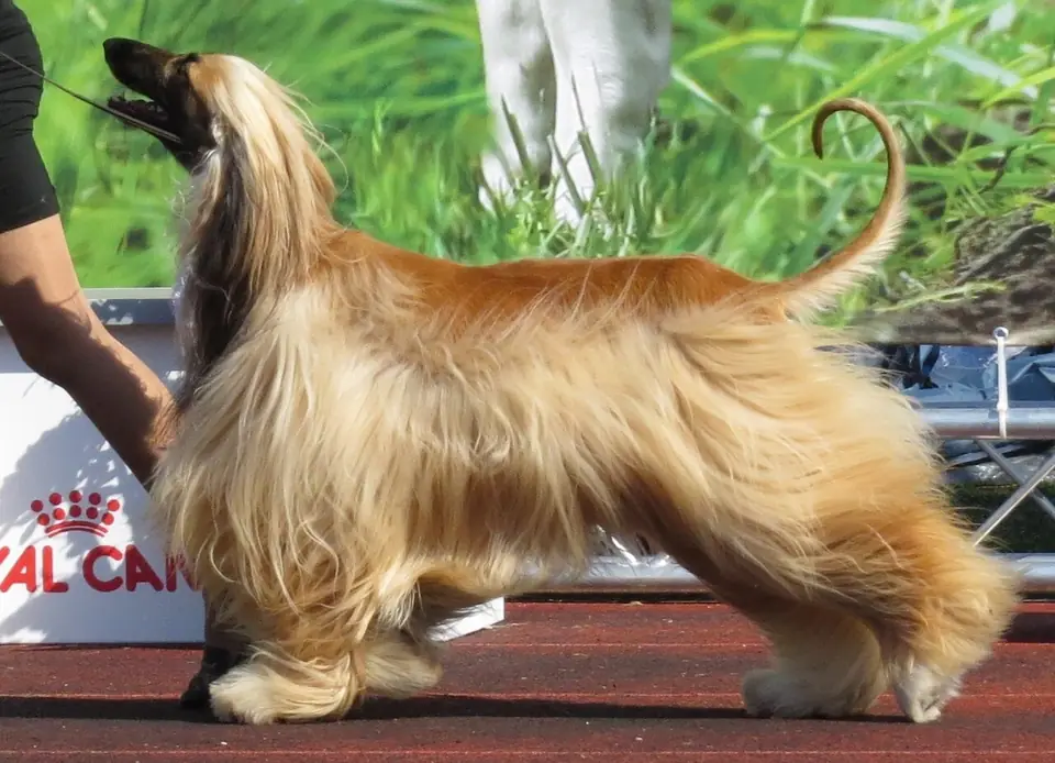 Adult Afghan Hound standing in profile on a light floor.