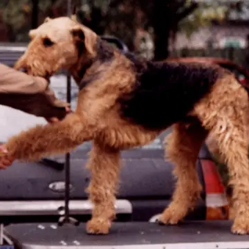 Adult Airedale Terrier standing on grass.