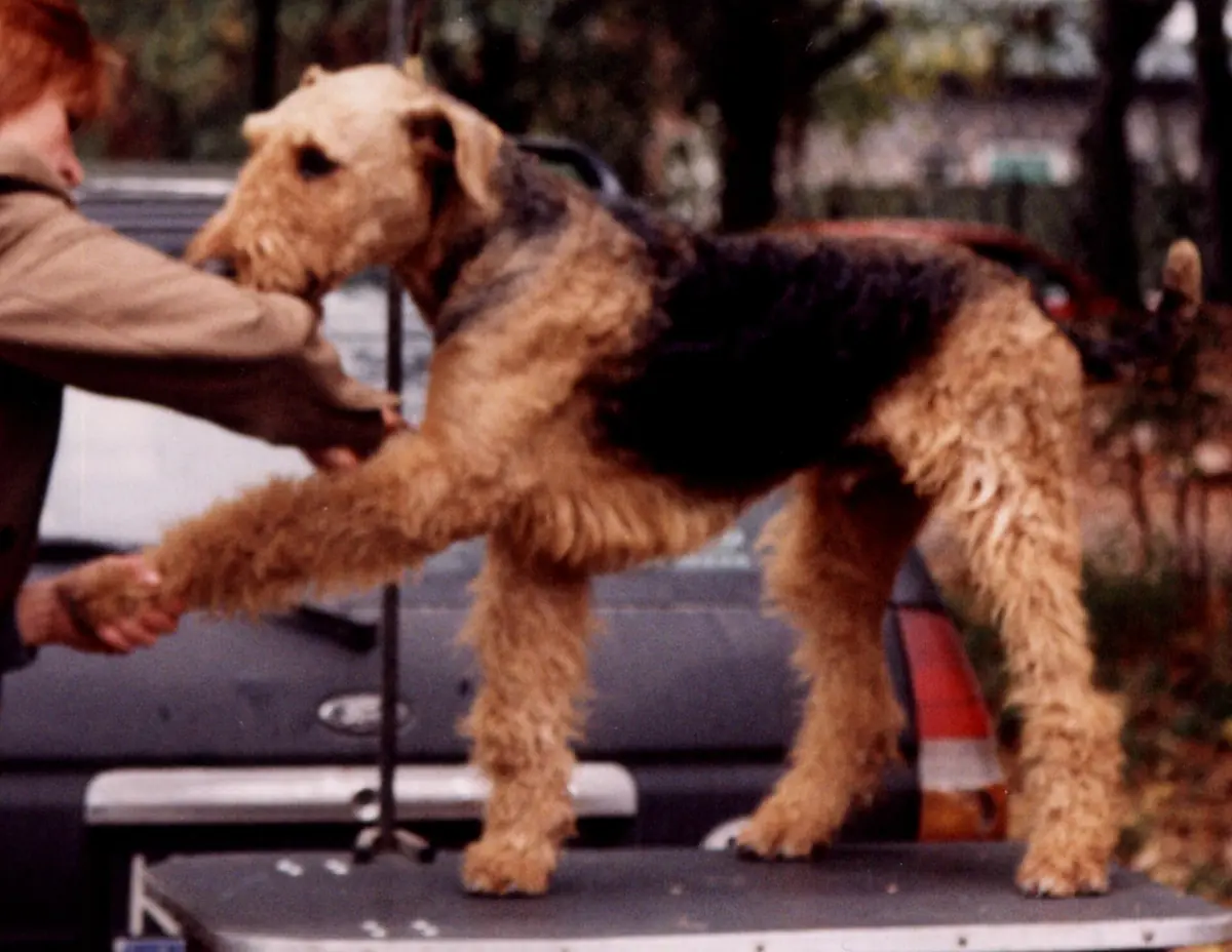 Adult Airedale Terrier standing on grass.