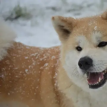 Adult Akita in a close-up outdoors.
