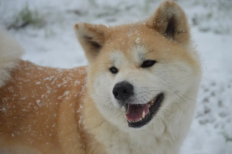 Adult Akita in a close-up outdoors.
