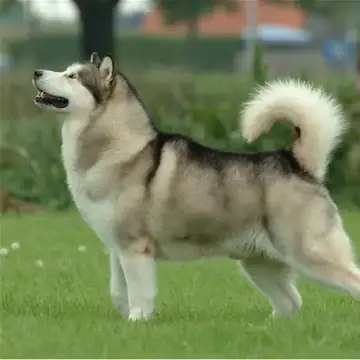 Adult Alaskan Malamute standing in snow.