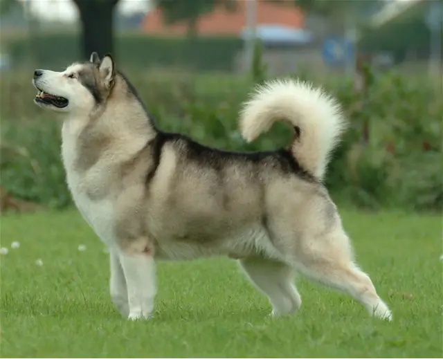 Adult Alaskan Malamute standing in snow.