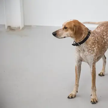 Adult American English Coonhound standing on a dirt path.