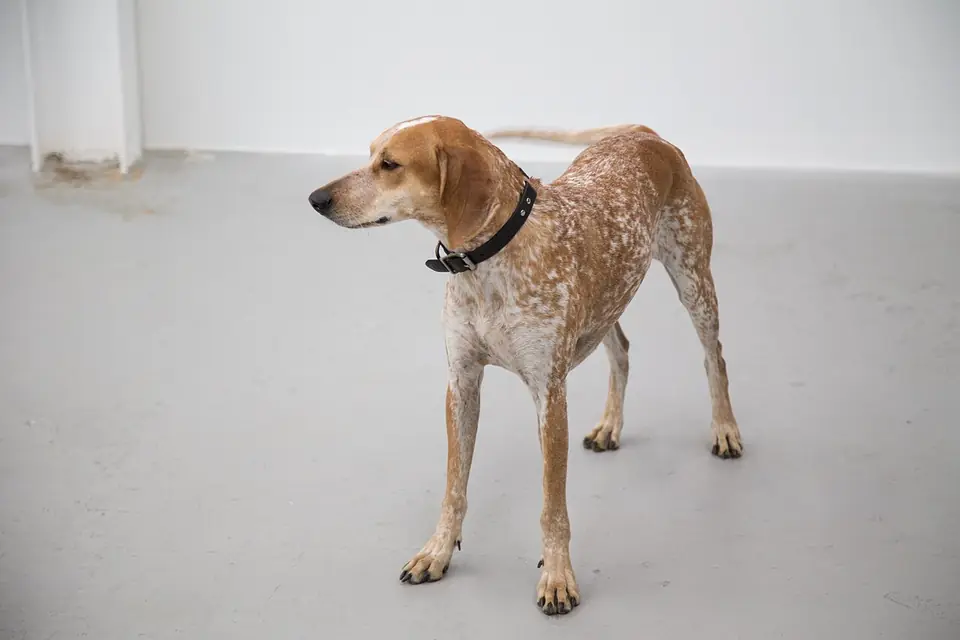 Adult American English Coonhound standing on a dirt path.