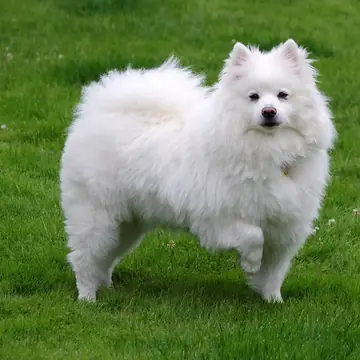 Adult American Eskimo Dog standing on a dirt path.