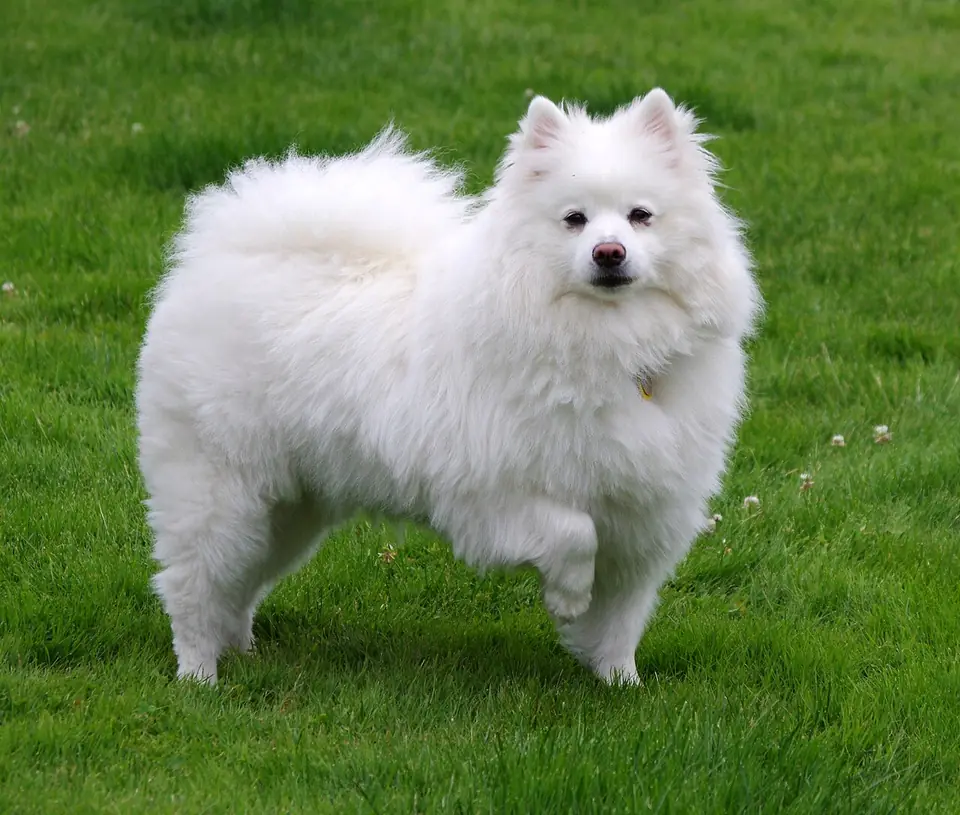 Adult American Eskimo Dog standing on a dirt path.