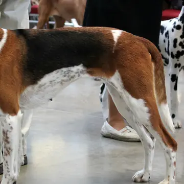 Adult American Foxhound standing in grass.
