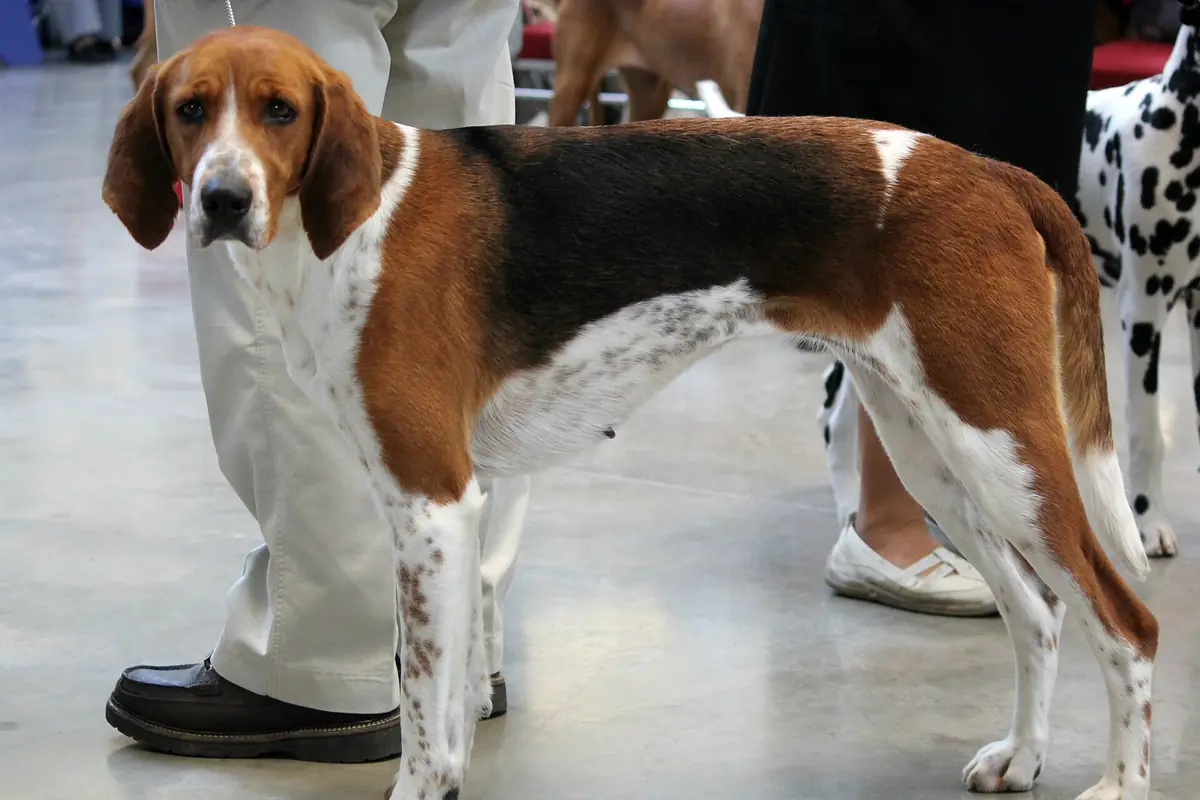 Adult American Foxhound standing in grass.