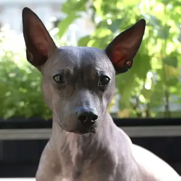 Adult American Hairless Terrier sitting on a red surface.