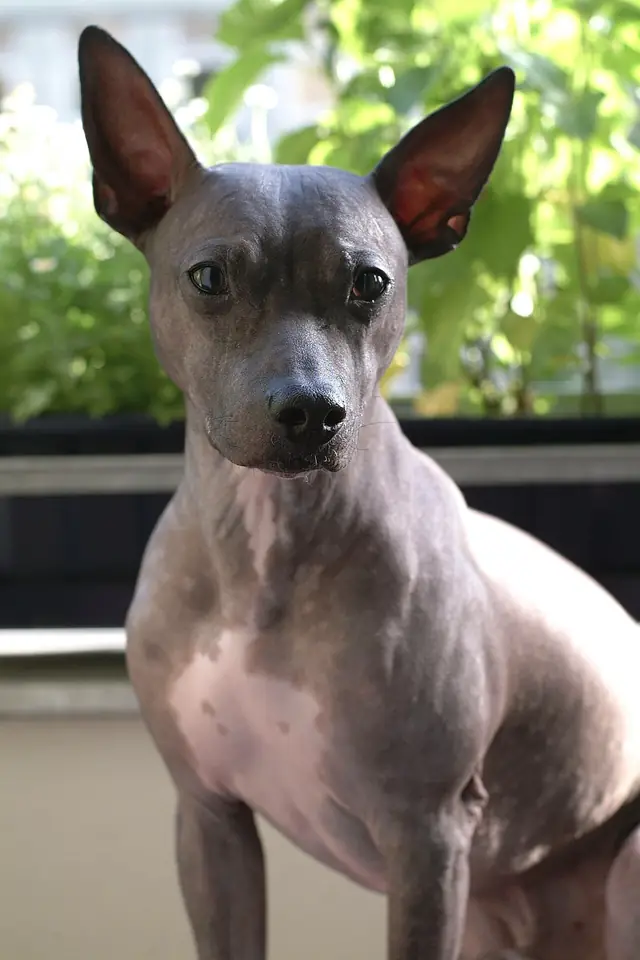 Adult American Hairless Terrier sitting on a red surface.