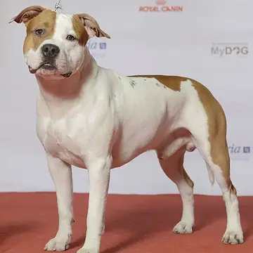 Adult American Staffordshire Terrier lying on its back on grass.