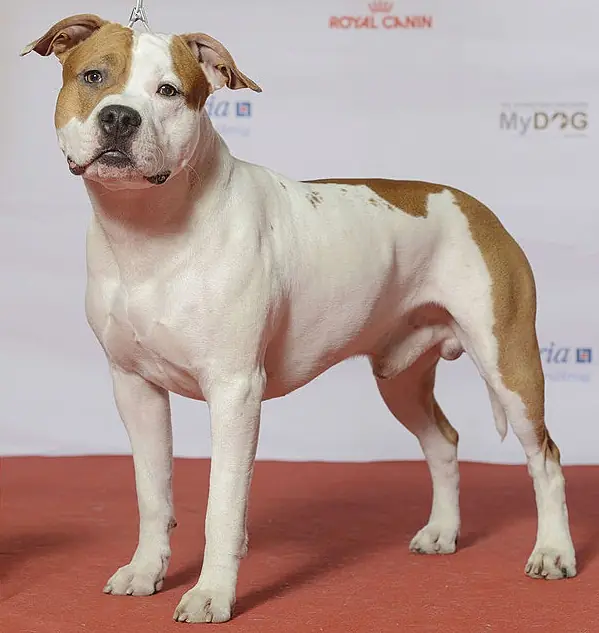 Adult American Staffordshire Terrier lying on its back on grass.