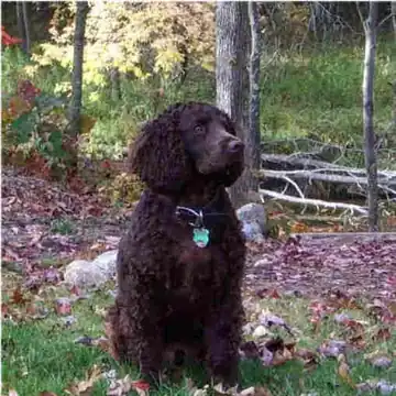 Adult American Water Spaniel standing in grass.