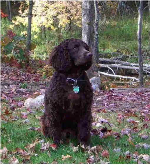 Adult American Water Spaniel standing in grass.
