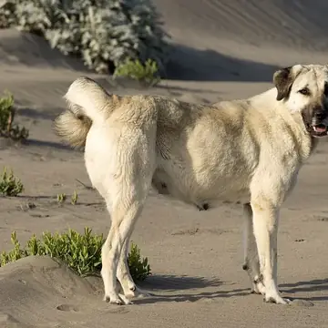 Adult Anatolian Shepherd Dog standing on rocky ground.