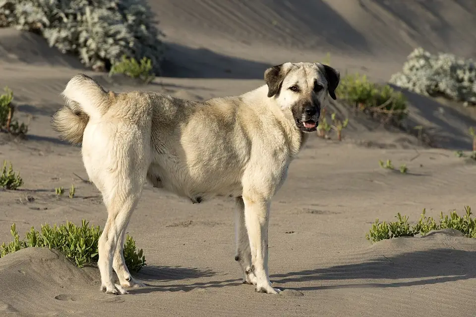 Adult Anatolian Shepherd Dog standing on rocky ground.