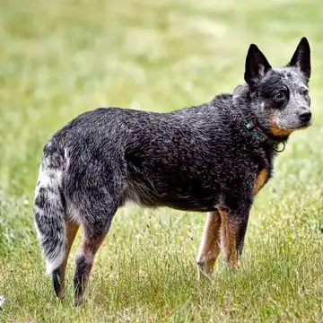 Adult Australian Cattle Dog standing on gravel.