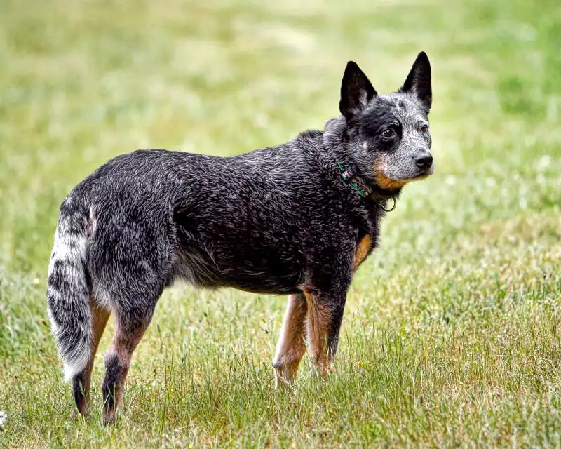 Adult Australian Cattle Dog standing on gravel.