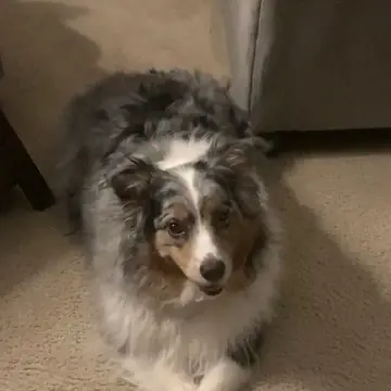 Adult Australian Shepherd standing in grass.
