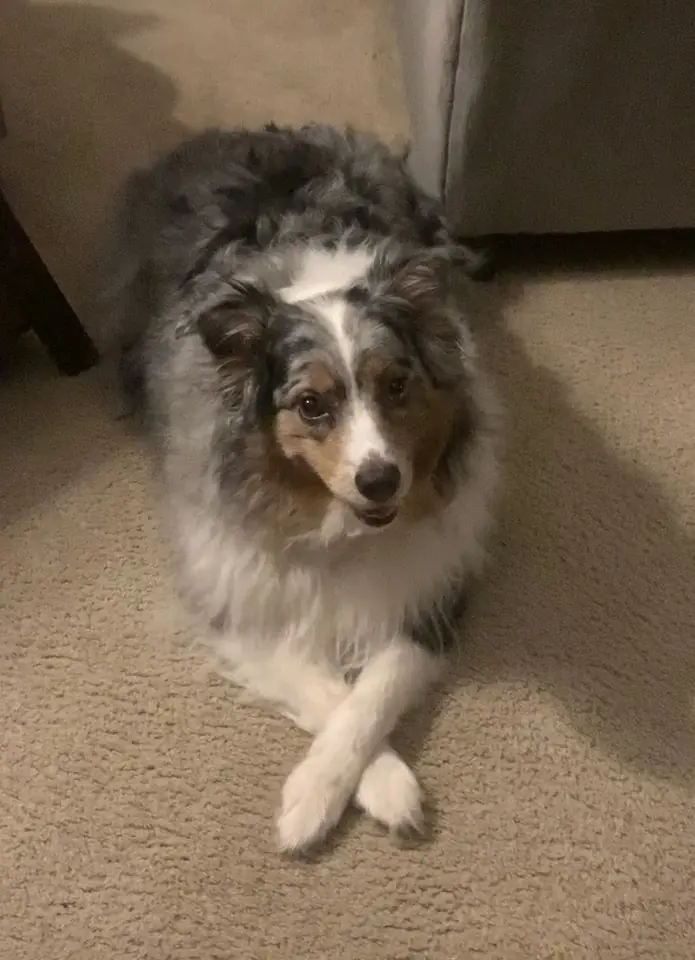Adult Australian Shepherd standing in grass.