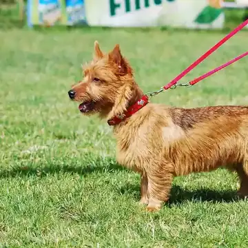 Adult Australian Terrier standing on a wood floor.