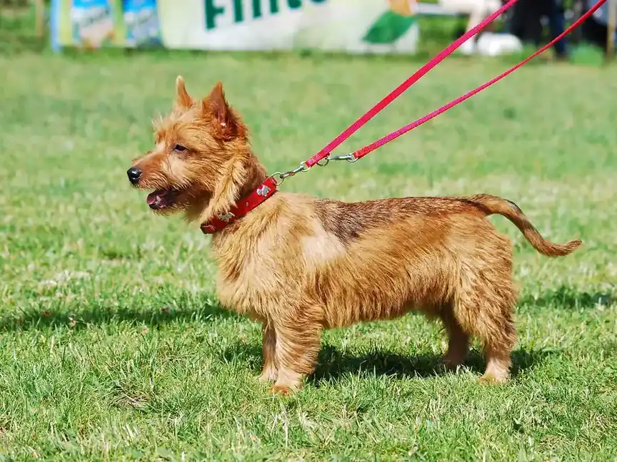 Adult Australian Terrier standing on a wood floor.