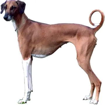 Adult Azawakh standing in profile on sand.