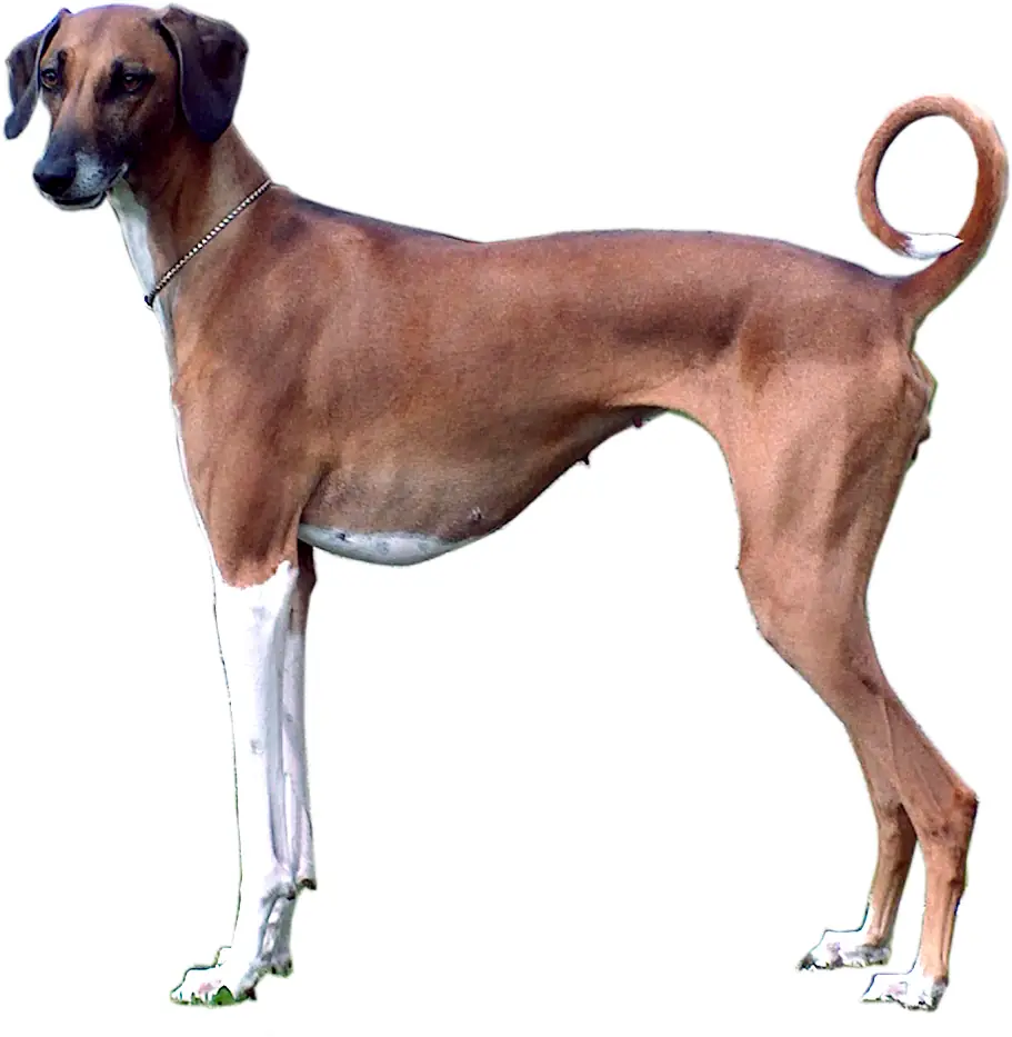 Adult Azawakh standing in profile on sand.