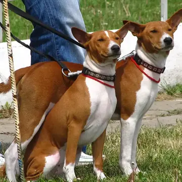 Adult Basenji lying on a red platform.