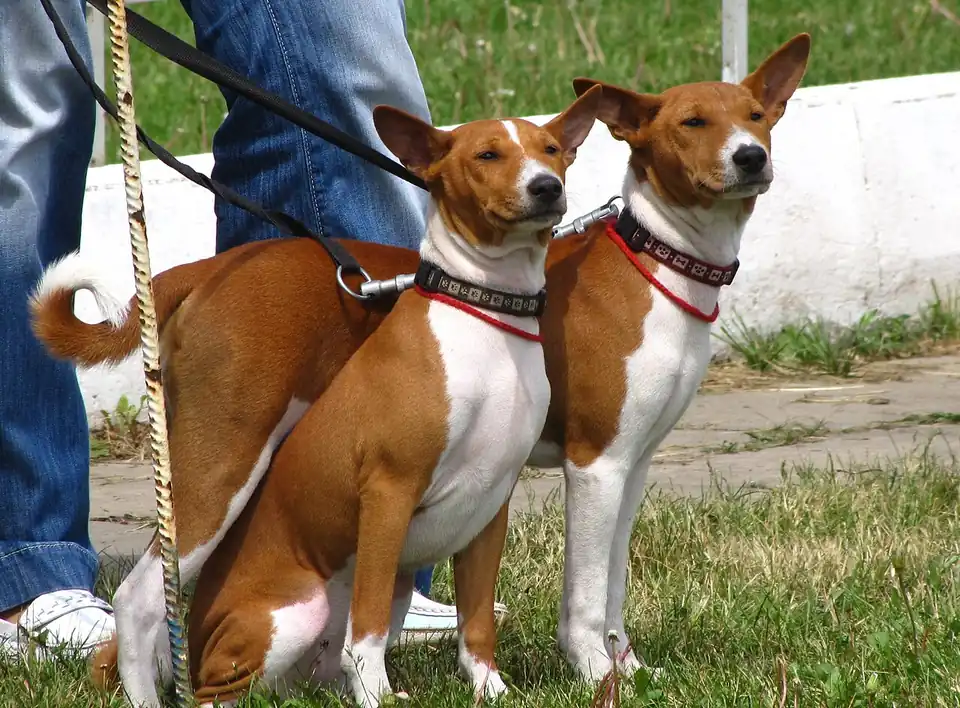 Adult Basenji lying on a red platform.