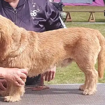 Adult Basset Fauve de Bretagne standing on a paved path.