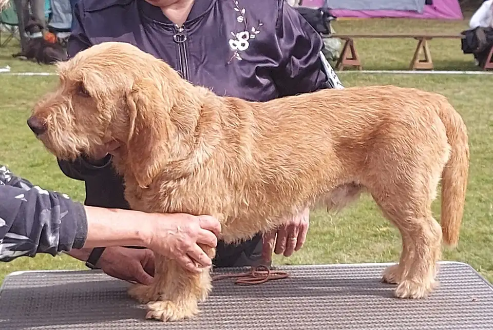 Adult Basset Fauve de Bretagne standing on a paved path.