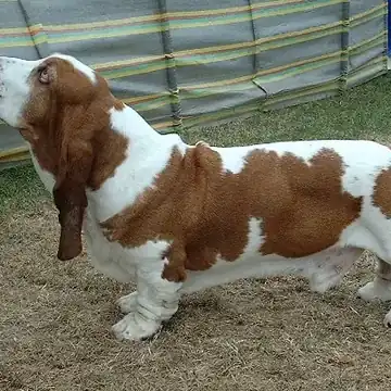 Adult Basset Hound standing on grass.