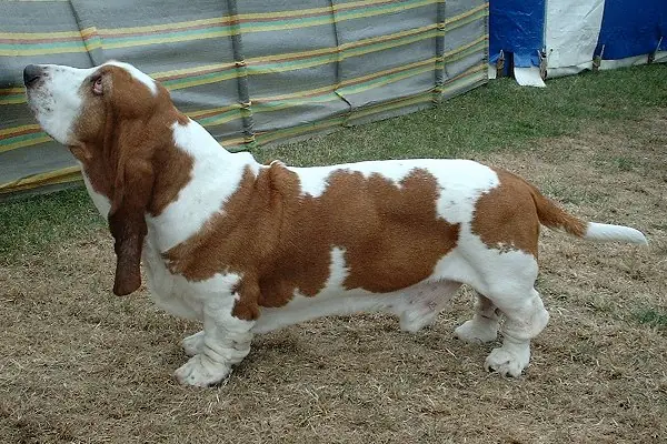 Adult Basset Hound standing on grass.