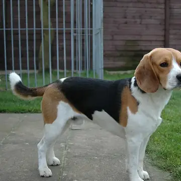 Adult Beagle standing on a paved path beside grass.