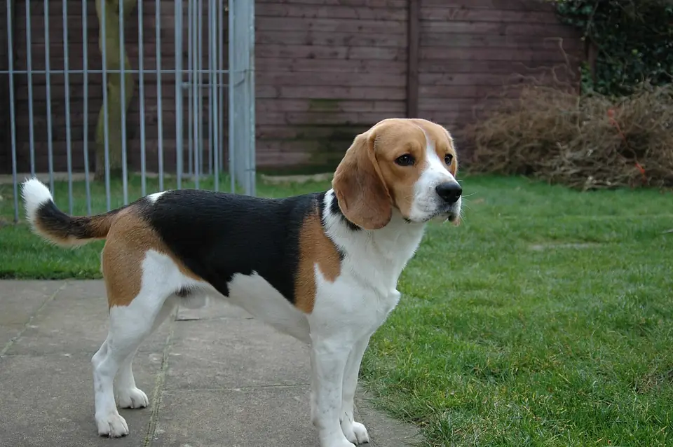 Adult Beagle standing on a paved path beside grass.