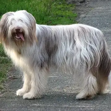 Adult Bearded Collie standing in grass.