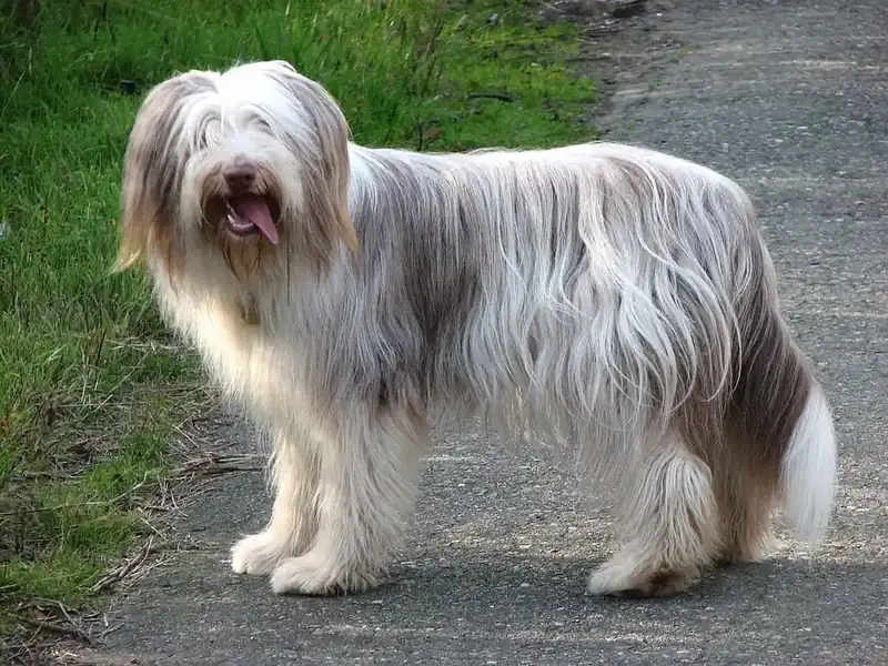 Adult Bearded Collie standing in grass.