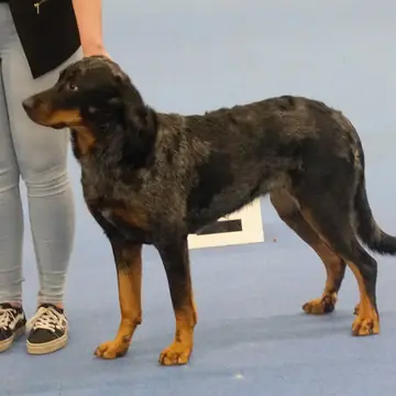 Adult Beauceron standing in profile on a light floor.