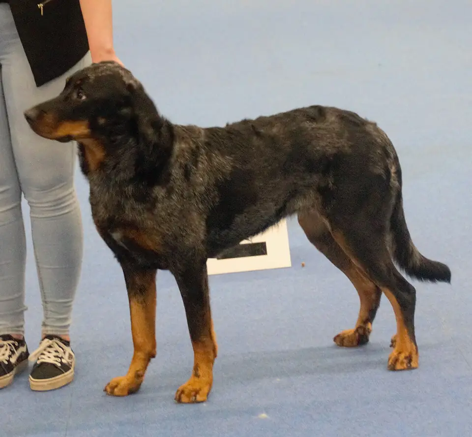 Adult Beauceron standing in profile on a light floor.