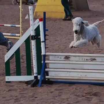 Adult Bedlington Terrier standing on a patterned rug.