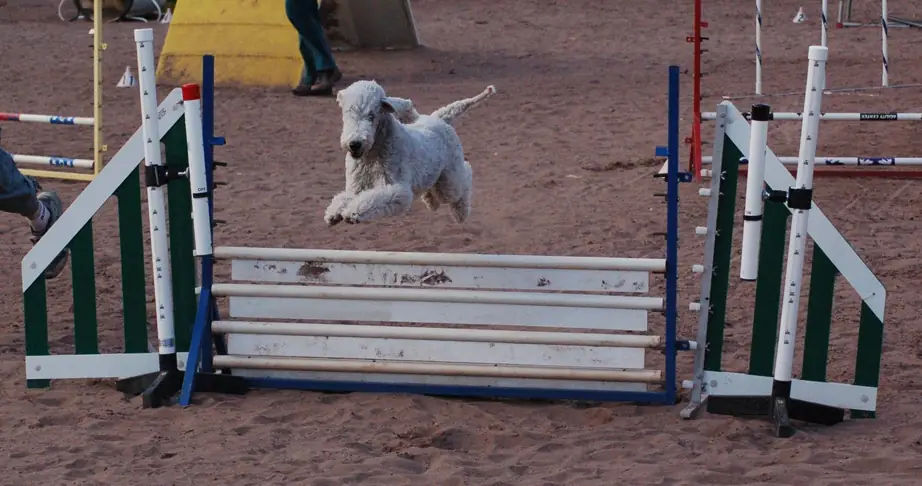 Adult Bedlington Terrier standing on a patterned rug.