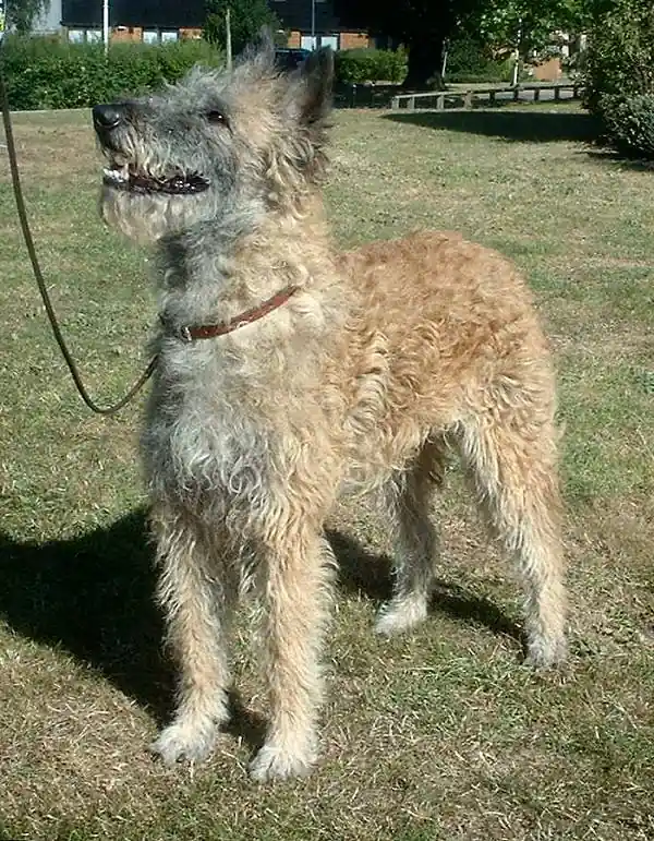 Adult Belgian Laekenois standing in profile on a light floor.