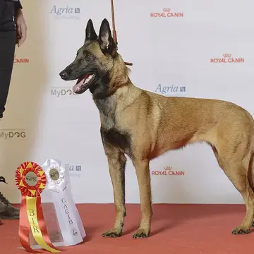 Adult Belgian Malinois standing on a dirt path.