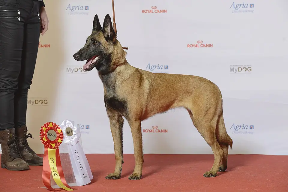 Adult Belgian Malinois standing on a dirt path.