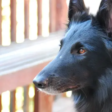 Adult Belgian Sheepdog in a close-up.