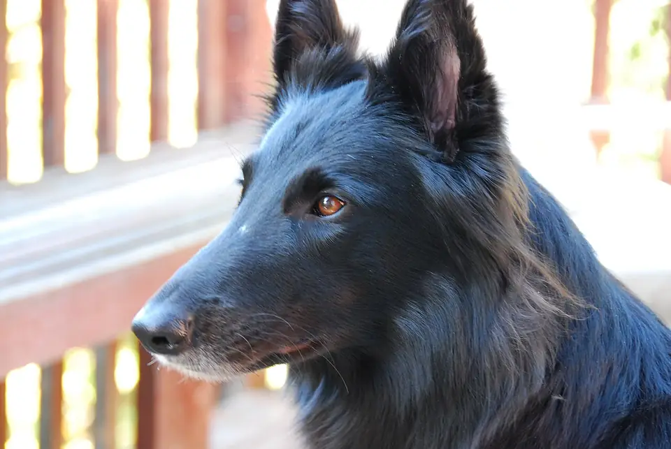 Adult Belgian Sheepdog in a close-up.